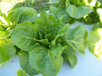 Green Towers Lettuce